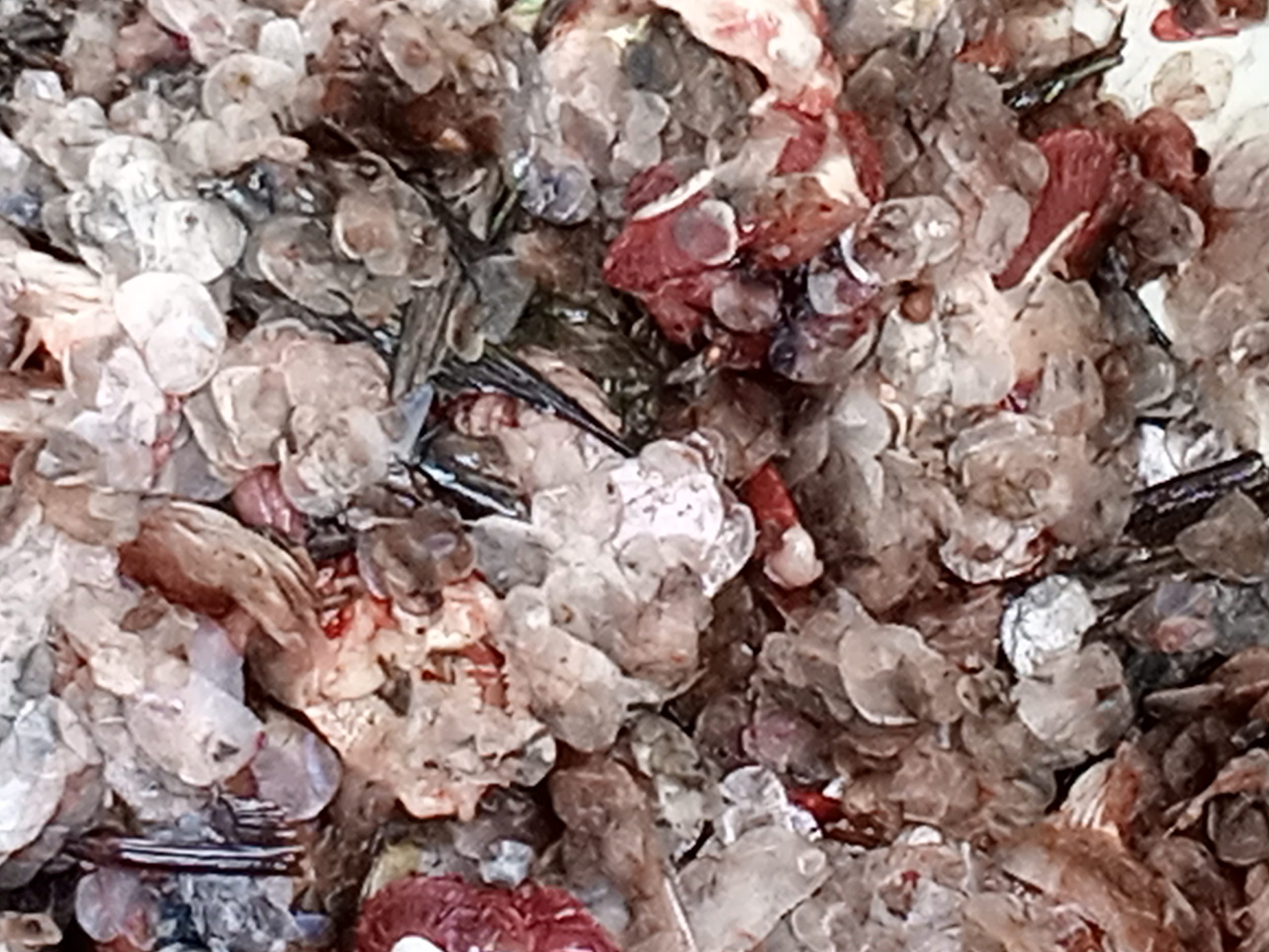 Unsustainable Fish Scale Waste Disposal 01 Unsustainable Fish Scale Disposal